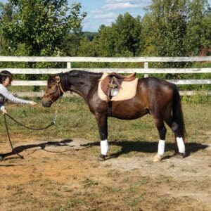 A woman feeding the horse