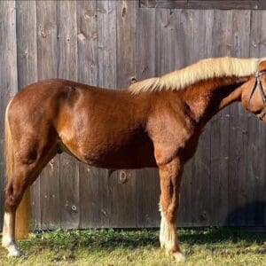 A brown horse with blonde hair