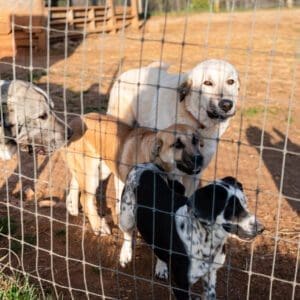 four dogs standing near a fence net