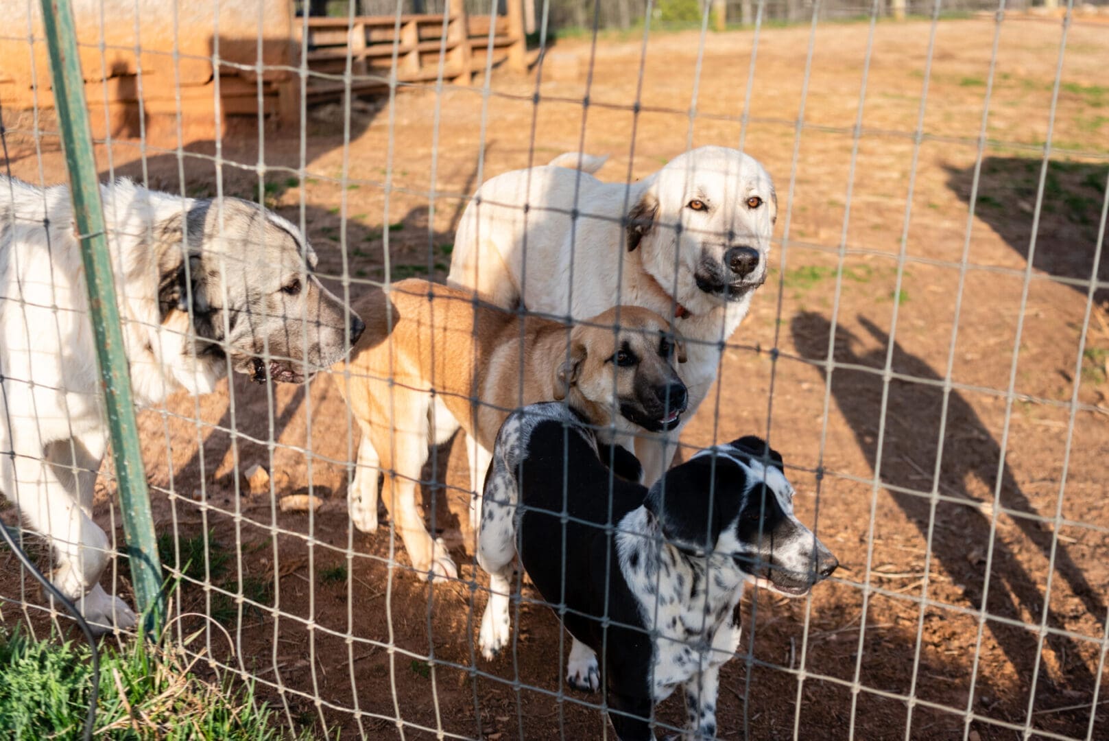 four dogs standing near a fence net
