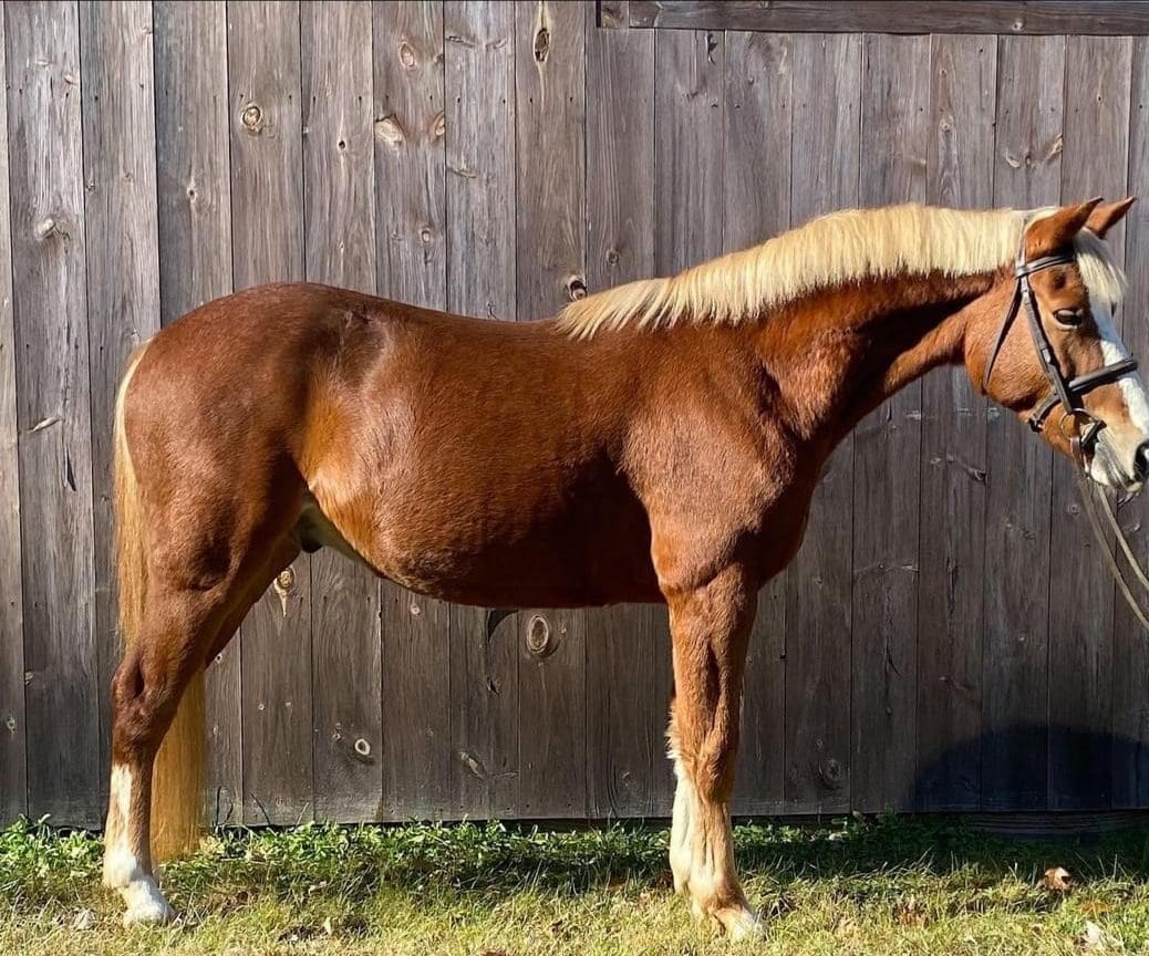 A brown horse with blonde hair