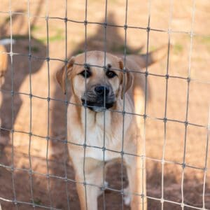 a dog looking out from a fence net