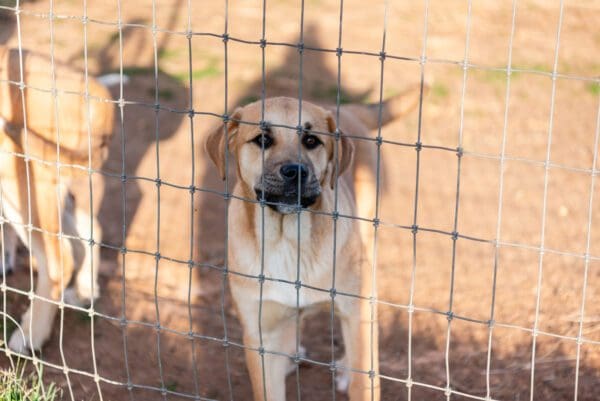 a dog looking out from a fence net