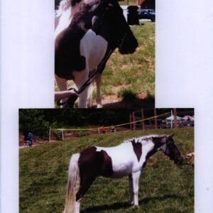 A horse with brown and white color