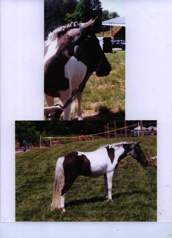 A horse with brown and white color